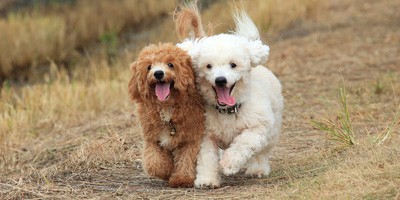 hypoallergene hond poodle