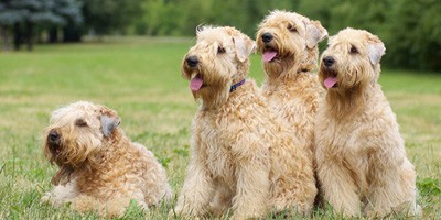 hypoallergene hond soft coated weathen terrier